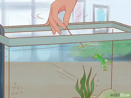 Imagen titulada Play with Your African Dwarf Frog Step 11