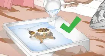 crear un hábitat bajo techo para tortugas de caja