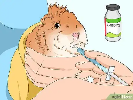 Imagen titulada Treat Diarrhea in Guinea Pigs Step 4