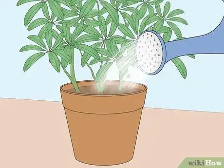 Imagen titulada Care for a Dwarf Umbrella Plant Step 4