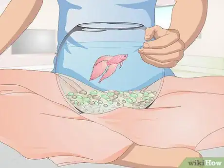 Imagen titulada Teach Your Betta to Jump Step 3