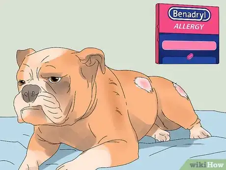 Imagen titulada Give a Dog Benadryl Step 7