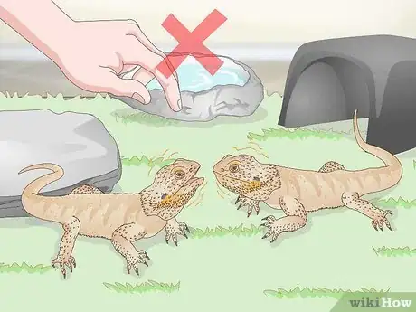 Imagen titulada Pet a Bearded Dragon Step 10