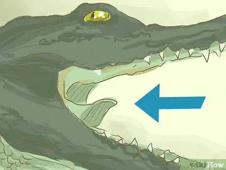 Imagen titulada Survive an Encounter with a Crocodile or Alligator Step 18