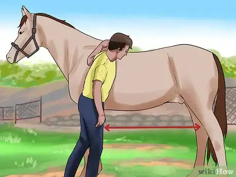 Imagen titulada Clean the Sheath of a Horse Step 8