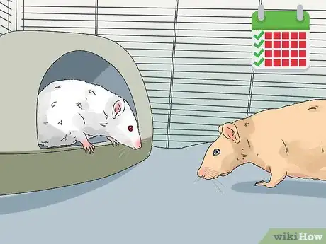 Imagen titulada Introduce a New Pet Rat to Another Rat Step 9