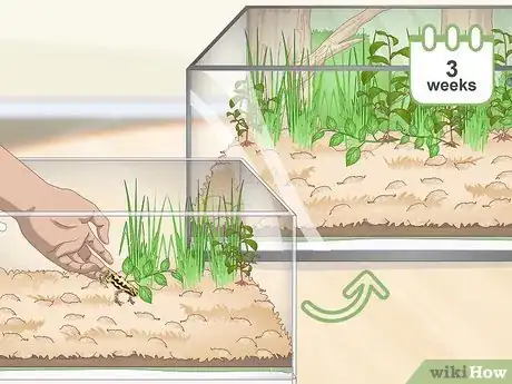 Imagen titulada Build a Vivarium Step 15