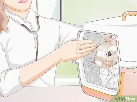 Imagen titulada Treat an Injured Rabbit's Paw Step 14