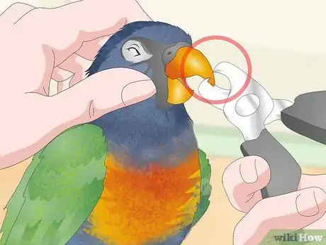 Imagen titulada Treat Psittacine Beak and Feather Disease in Lories and Lorikeets Step 12