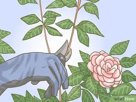 Imagen titulada Prune Camellia Step 5