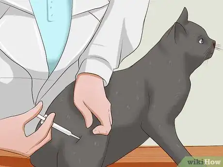 Imagen titulada Give a Cat an Injection Step 14