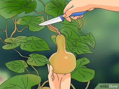 Imagen titulada Dry Gourds for Decorating Step 12