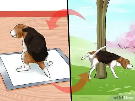 Imagen titulada Use Puppy Pads and Outdoor Potty Training Together Step 13