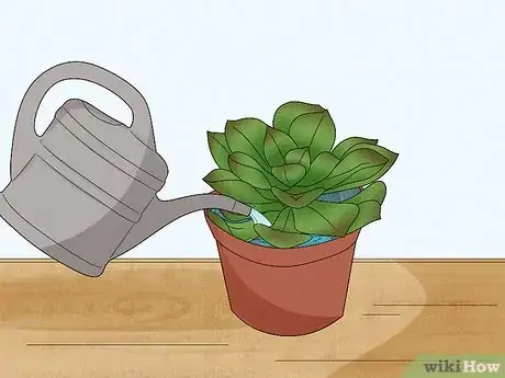 Imagen titulada Water Succulents Step 3