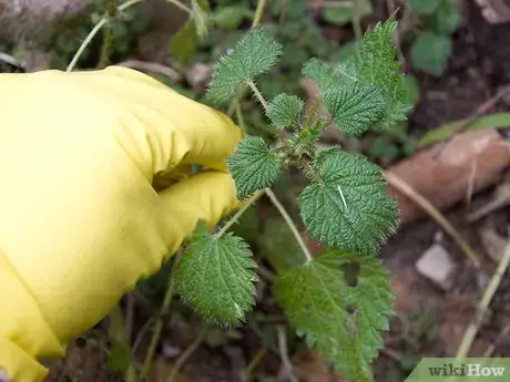 Imagen titulada Make Nettle Tea Step 4