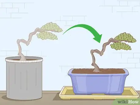 Imagen titulada Grow and Care for a Bonsai Tree Step 12