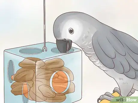 Imagen titulada Feed an African Grey Parrot Step 7