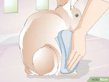 Imagen titulada Treat an Injured Rabbit's Paw Step 10