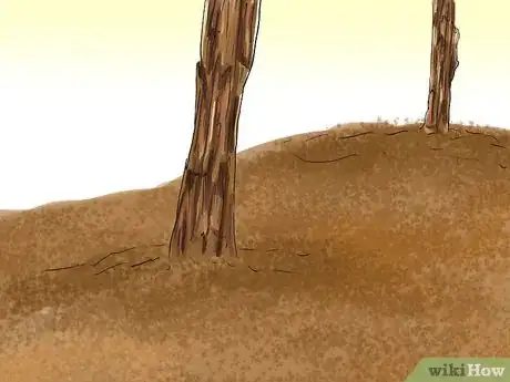 Imagen titulada Identify Pine Trees Step 10