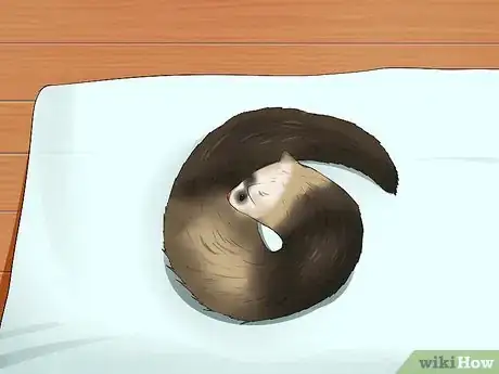 Imagen titulada Bathe a Ferret Step 8