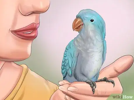 Imagen titulada Take Care of a Quaker Parrot Step 11