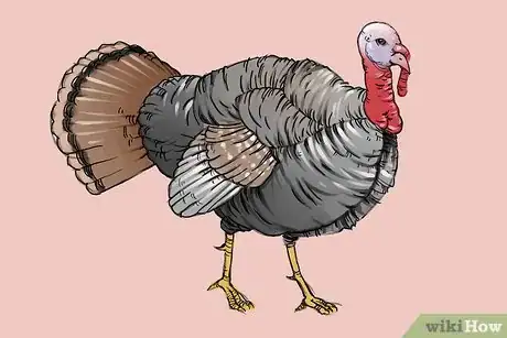 Imagen titulada Draw a Turkey Step 23