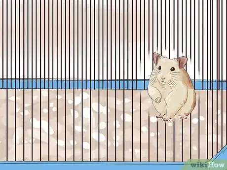 Imagen titulada Keep a Happy Hamster Step 1