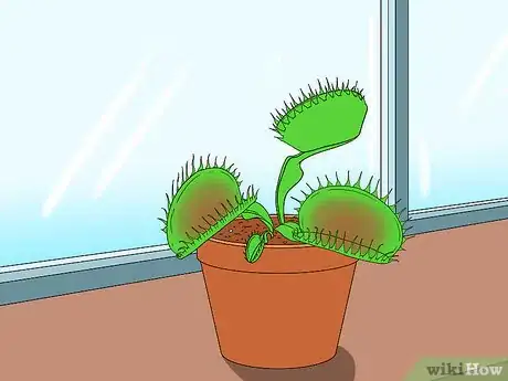 Imagen titulada Care for Venus Fly Traps Step 8