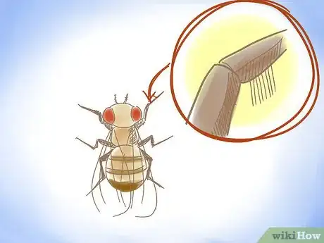 Imagen titulada Distinguish Between Male and Female Fruit Flies Step 4