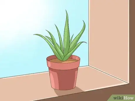 Imagen titulada Care for Your Aloe Vera Plant Step 1