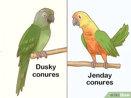 Imagen titulada Know if a Conure Is Right for You Step 11