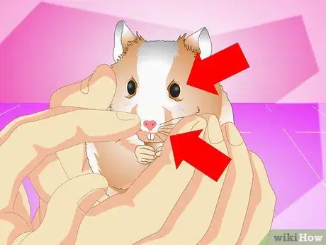 Imagen titulada Make Your Hamster Live Longer Step 6