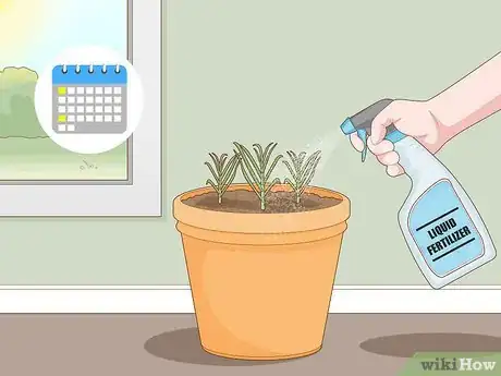 Imagen titulada Grow Garlic Indoors in a Pot Step 11