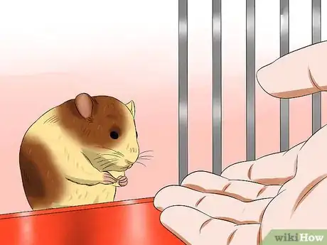 Imagen titulada Care for a Hamster That Bites Step 5