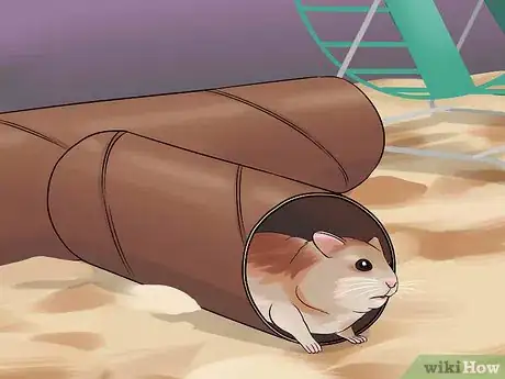 Imagen titulada Have Fun With Your Hamster Step 12