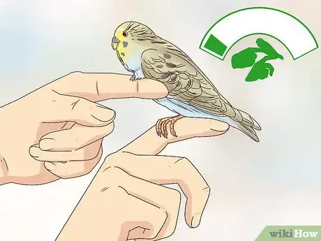 Imagen titulada Take Care of a Budgie Step 12