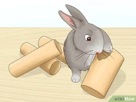 Imagen titulada Let Your Rabbit Run Loose in Your Home Step 2