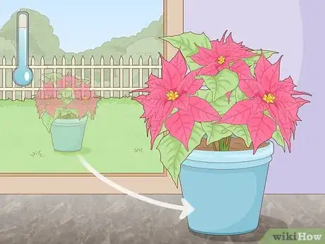 Imagen titulada Revive a Dying Poinsettia Step 12