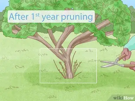 Imagen titulada Prune Old Apple Trees Step 19