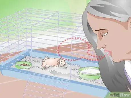 Imagen titulada Wake up Your Hamster Without Scaring It Step 1