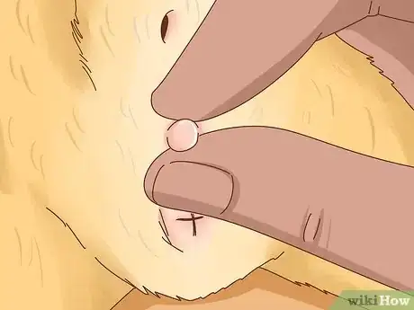 Imagen titulada Determine the Sex of a Kitten Step 5