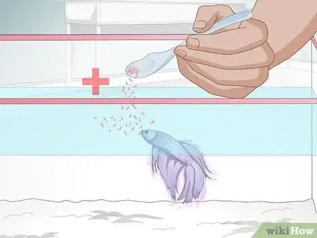 Imagen titulada Feed a Betta Fish Step 5