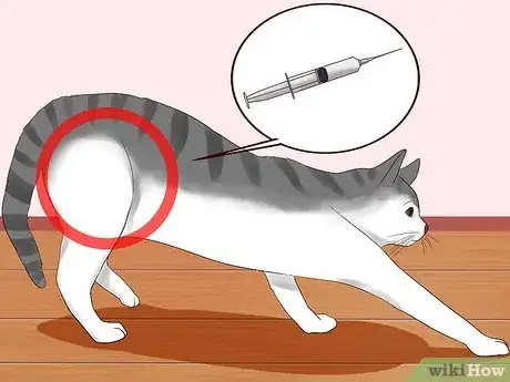 Imagen titulada Give a Cat an Injection Step 12