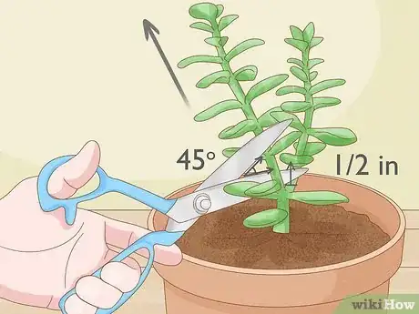 Imagen titulada Prune Succulents Step 6