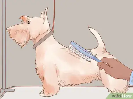 Imagen titulada Groom a Scottish Terrier Step 8