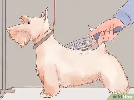 Imagen titulada Groom a Scottish Terrier Step 9