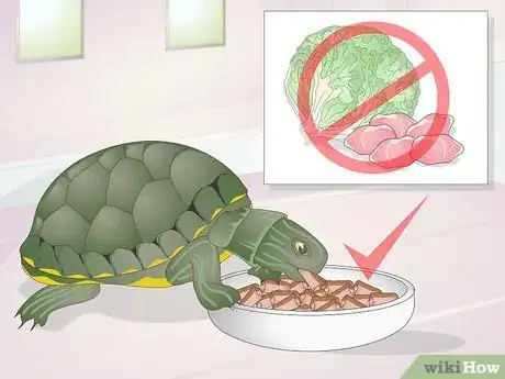 Imagen titulada Apply Medication to a Turtle's Eyes Step 10