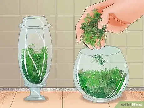 Imagen titulada Make Moss Terrariums Step 3