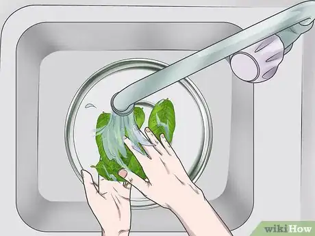 Imagen titulada Prepare Guava Leaves for Weight Loss Step 1