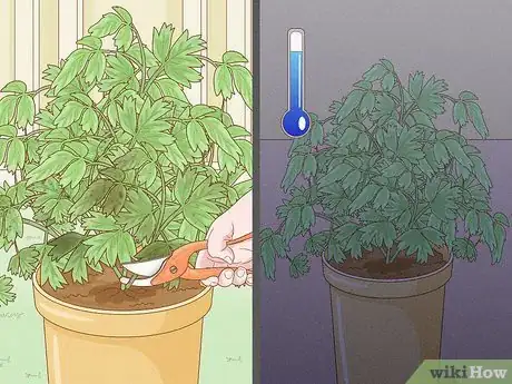 Imagen titulada Grow a Peony in a Pot Step 11